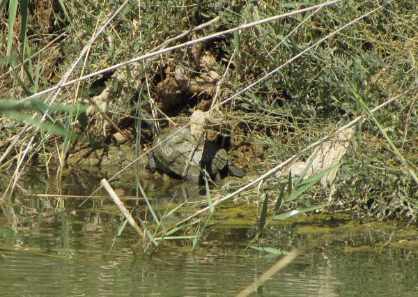 Mauremys rivulata