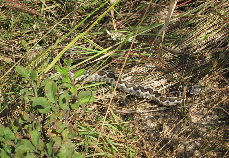 Vipera ammodytes