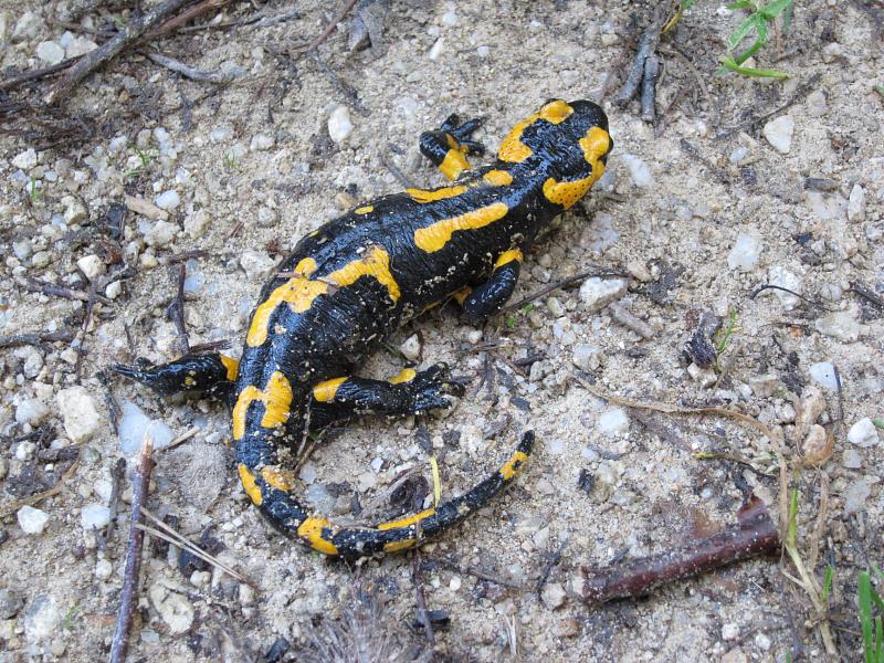 Salamandra salamandra