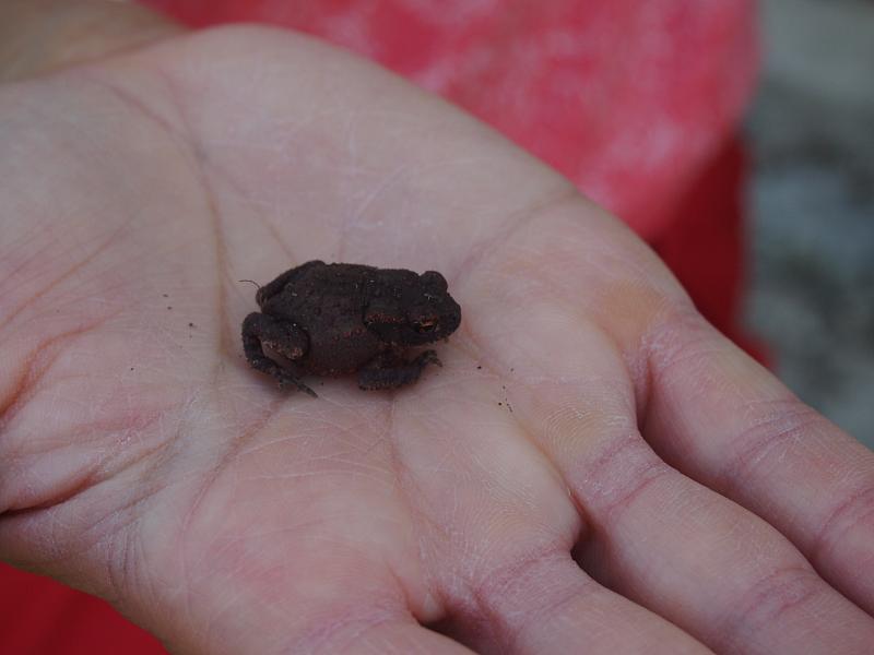 Bufo bufo