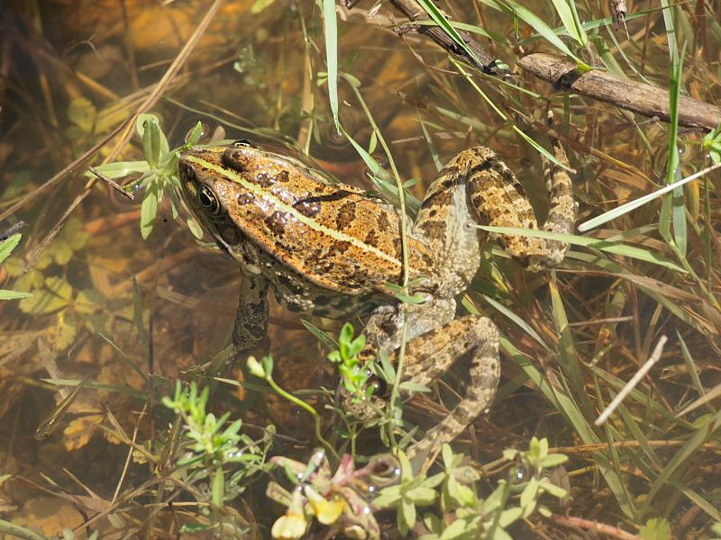 Pelophylax ridibundus