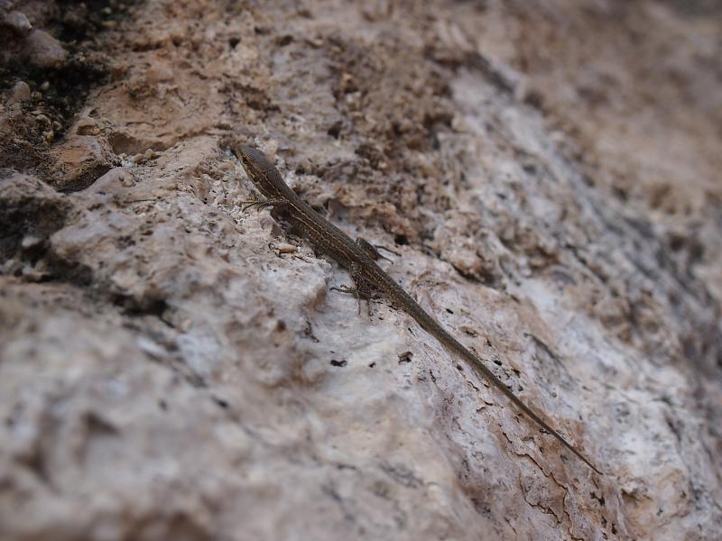 Podarcis siculus