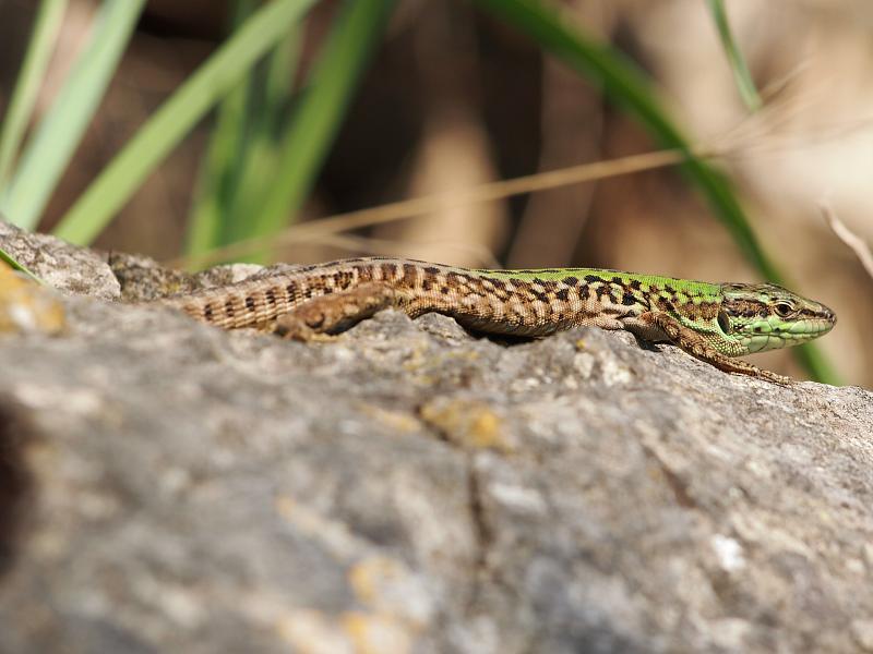 Podarcis siculus