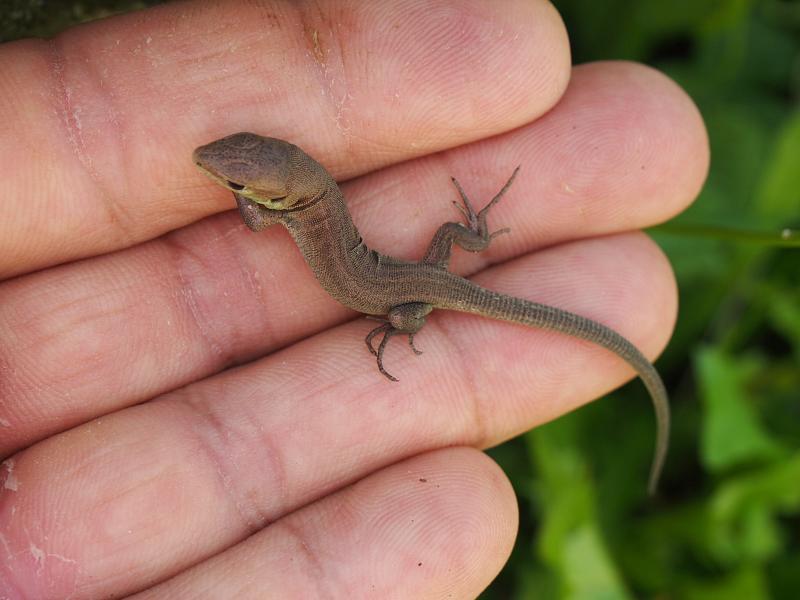 Lacerta viridis