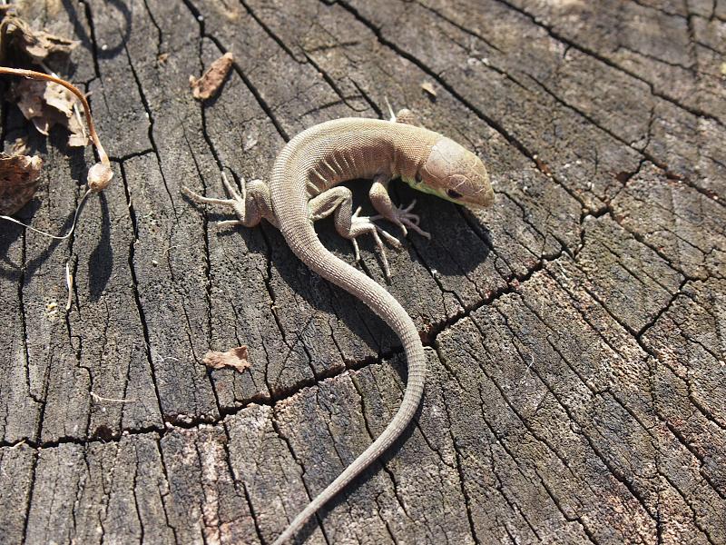 Lacerta viridis