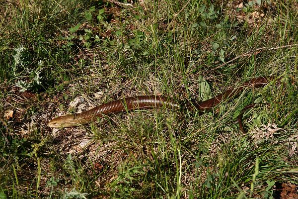 Pseudopus apodus