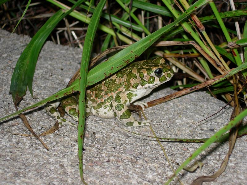 Pseudepidalea viridis