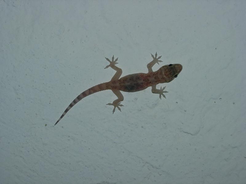 Hemidactylus turcicus