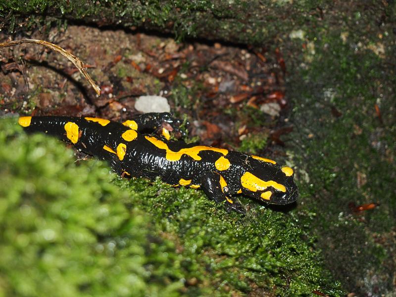 Salamandra salamandra