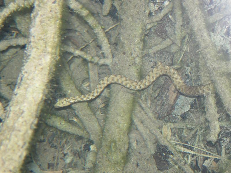 Natrix tessellata