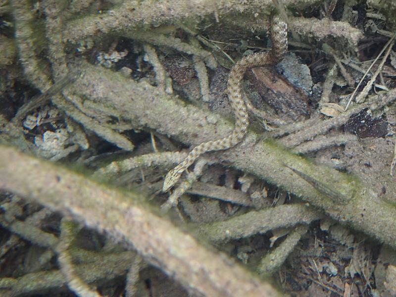 Natrix tessellata