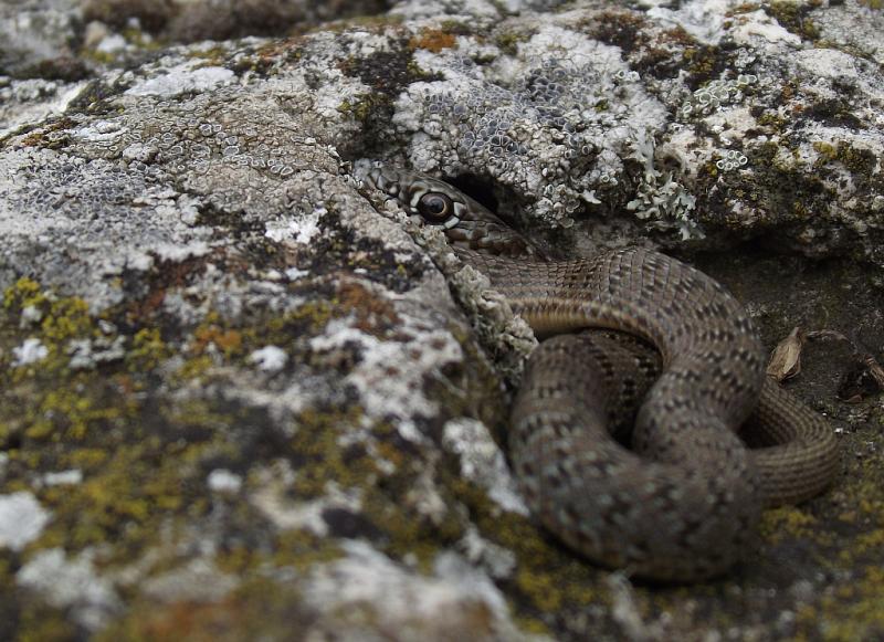 Dolichophis caspius