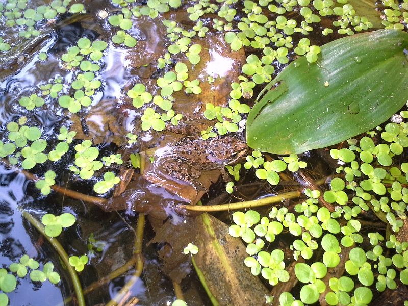 Pelophylax ridibundus