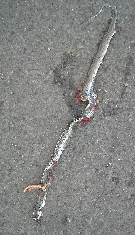 Natrix natrix