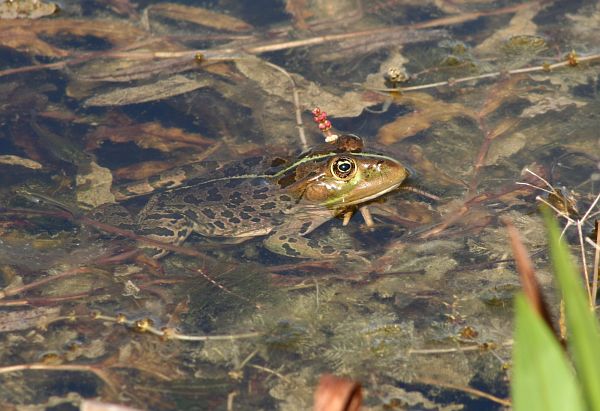 Pelophylax ridibundus