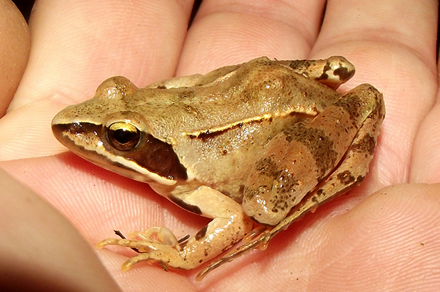 Rana dalmatina