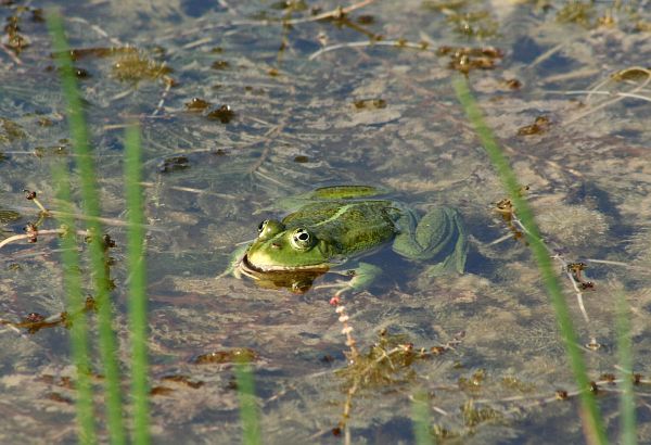 Pelophylax ridibundus