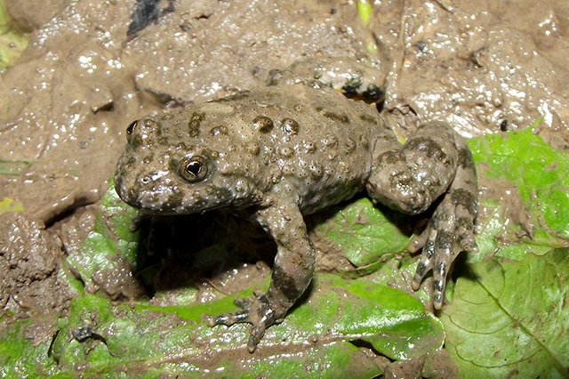 Bombina variegata