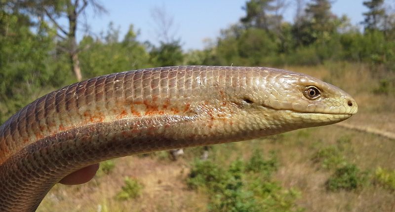 Pseudopus apodus