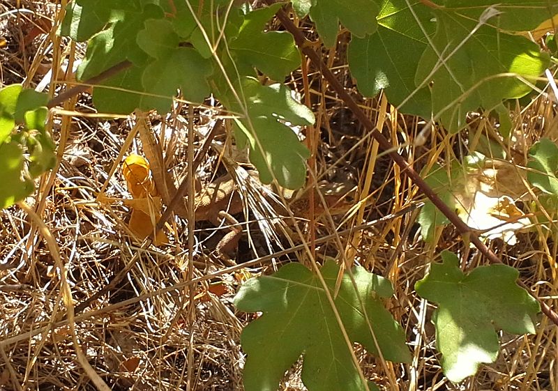 Lacerta viridis