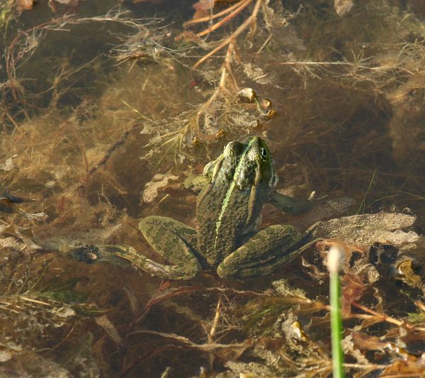 Pelophylax ridibundus