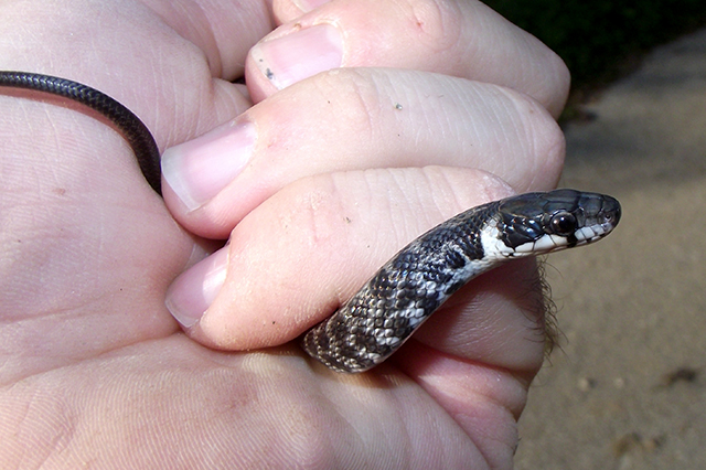 Zamenis longissimus Zamenis longissimus