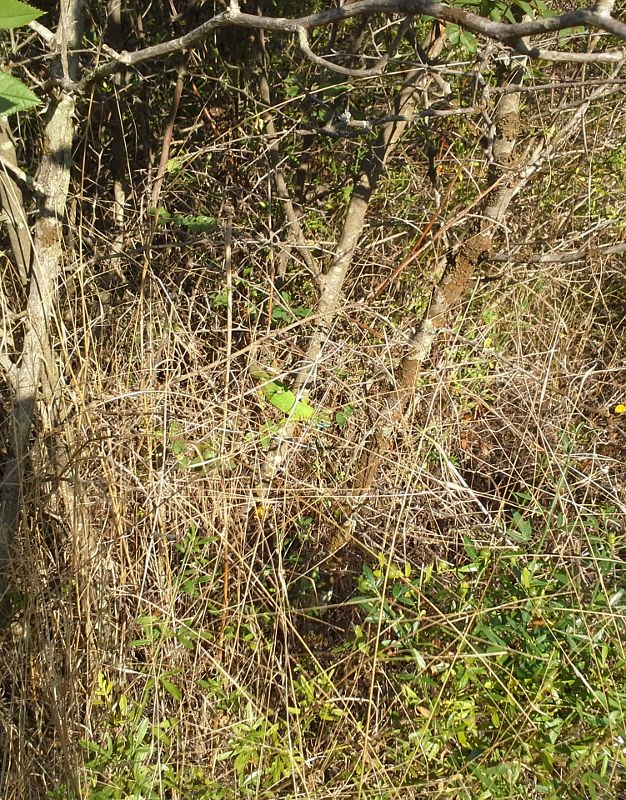 Lacerta viridis