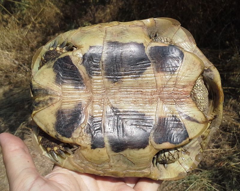 Testudo hermanni