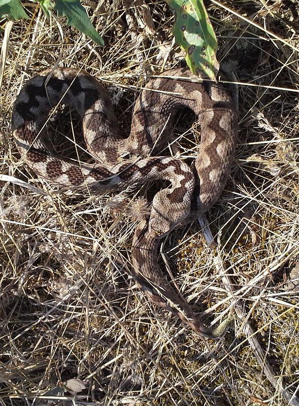 Vipera ammodytes