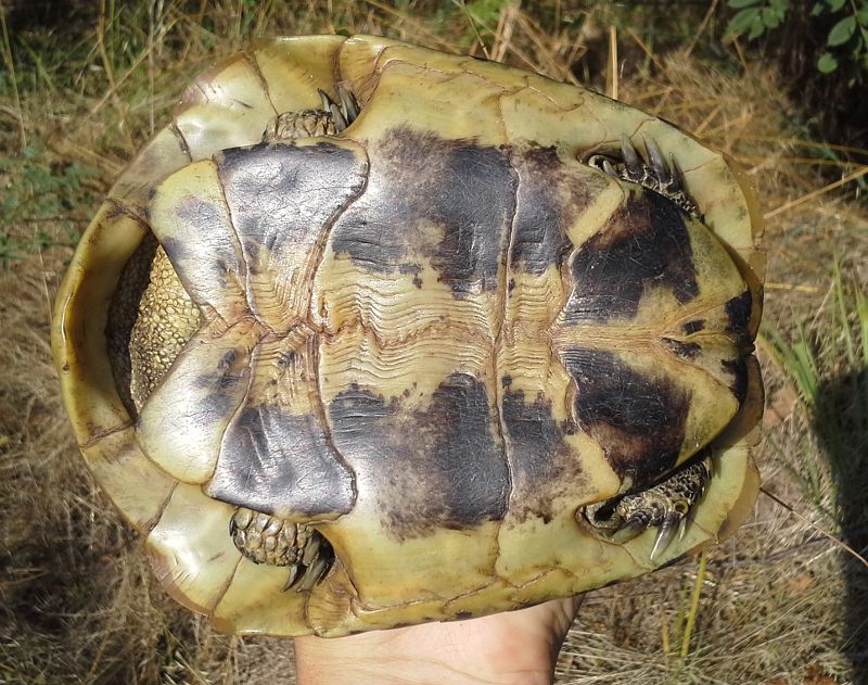 Testudo hermanni