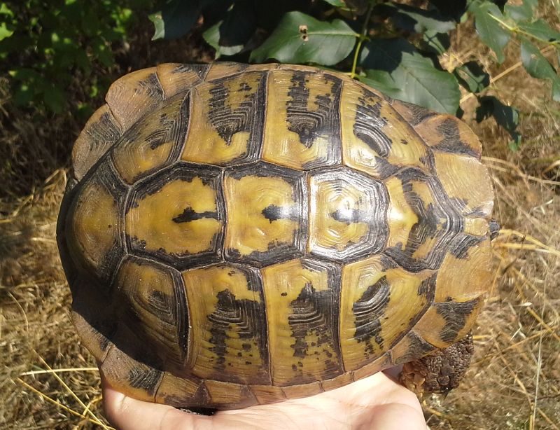 Testudo hermanni