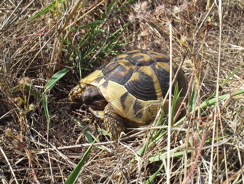 Testudo hermanni