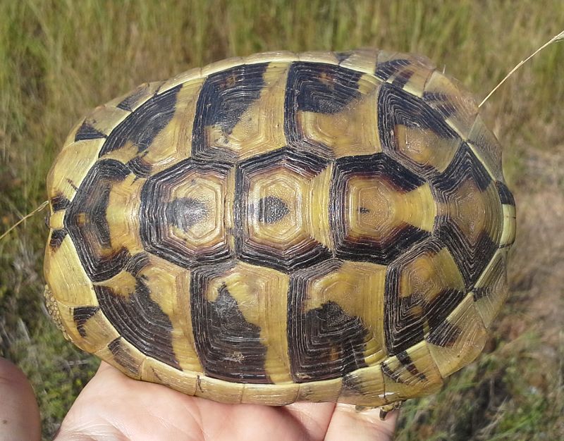 Testudo hermanni