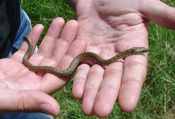 Natrix tessellata