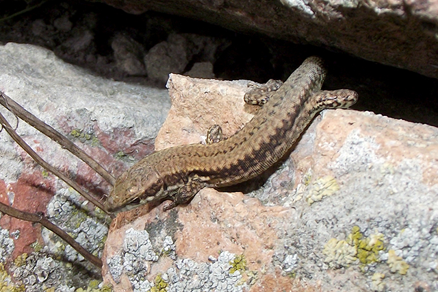 Podarcis muralis