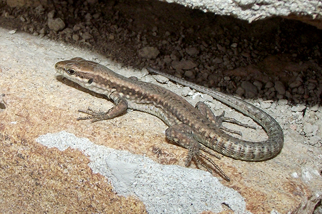 Podarcis muralis