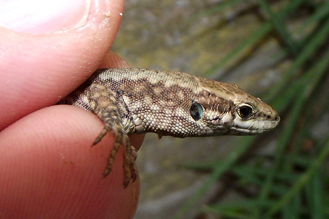 Podarcis muralis