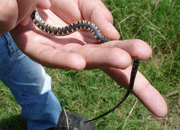 Natrix tessellata