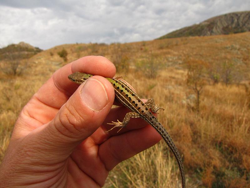 Podarcis tauricus