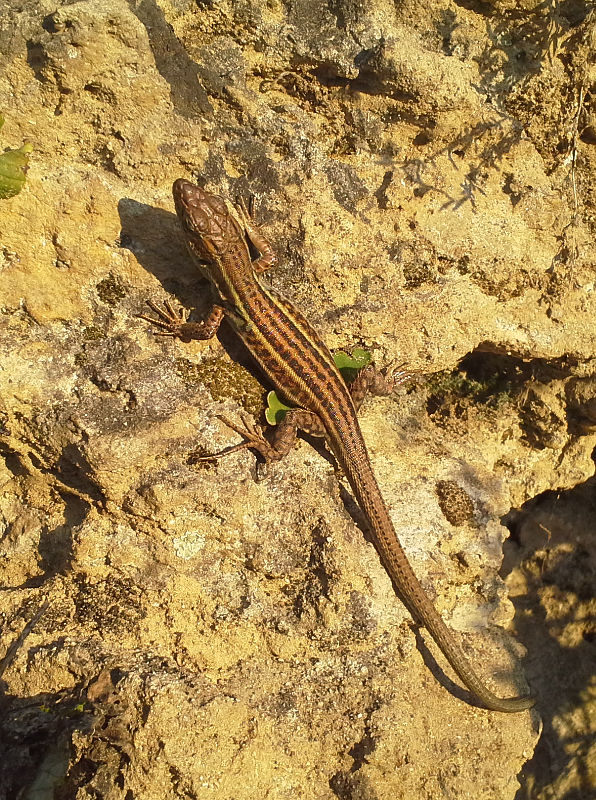 Podarcis peloponnesiacus