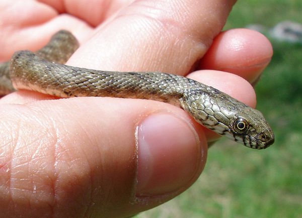 Natrix tessellata