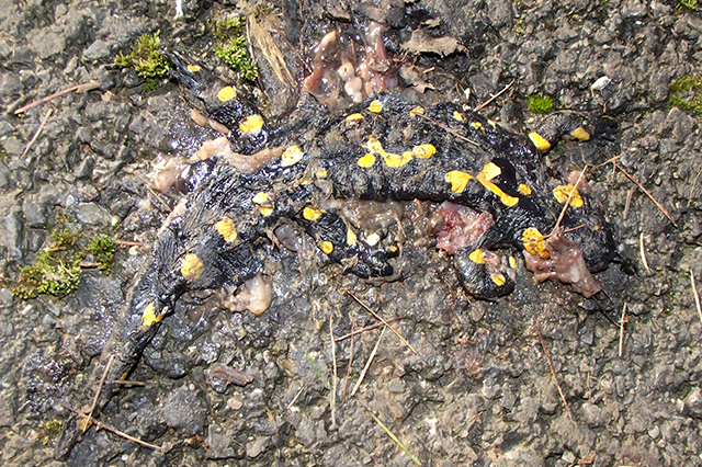 Salamandra salamandra