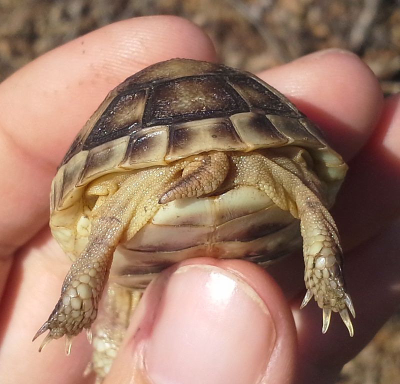 Testudo marginata