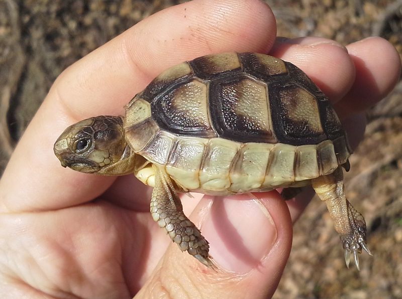 Testudo marginata