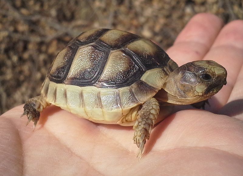 Testudo marginata