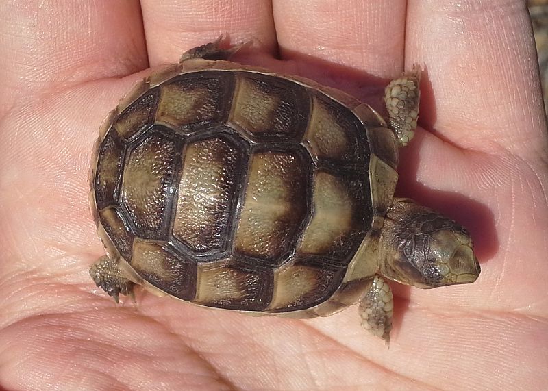 Testudo marginata