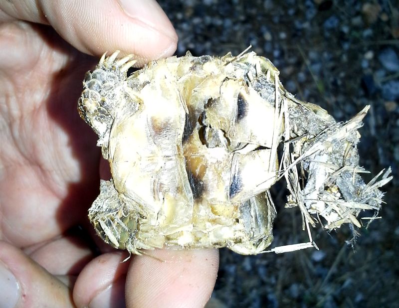 Testudo marginata