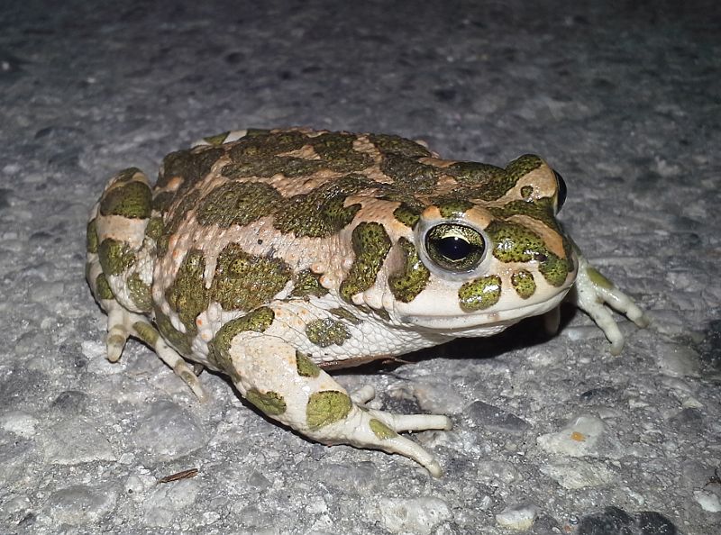 Pseudepidalea viridis