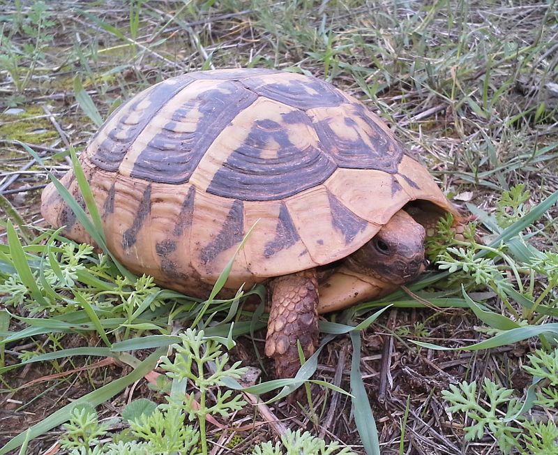 Testudo hermanni