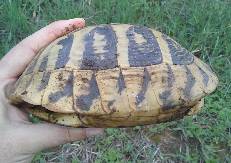 Testudo hermanni